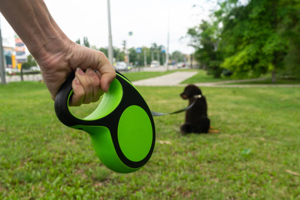 Top Interactive Toys for Dogs That Will Keep Them Entertained and Stimulated