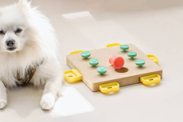 Interactive Puzzle Toys for Dogs That Challenge and Delight Your Furry Friend