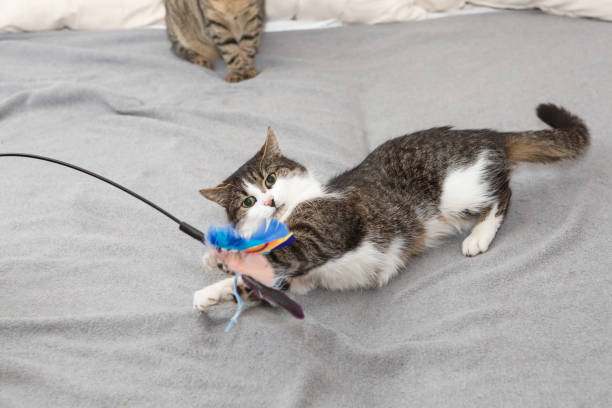 Fun Interactive Toys for Cats to Keep Them Playful and Engaged