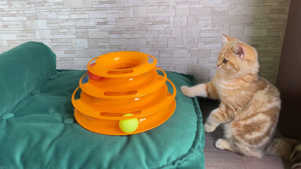 Best Pet Enrichment Toys to Enhance Your Pet’s Playtime and Wellbeing